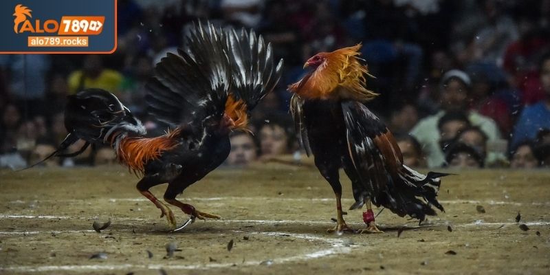 Đá Gà Cựa Dao ALO789 Sức Hút Trò Chơi Kịch Tính Và Máu Lửa 1 Bản chất của đá gà cựa dao ALO789