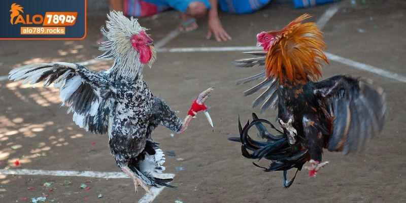 Đá Gà Cựa Dao ALO789 Sức Hút Trò Chơi Kịch Tính Và Máu Lửa 3 Bí quyết chiến thắng trong đá gà cựa dao ALO789