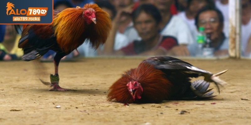 Đá Gà Cựa Dao ALO789 Sức Hút Trò Chơi Kịch Tính Và Máu Lửa 2 Điểm danh giống chiến kê thường thấy trong đá gà cựa dao ALO789