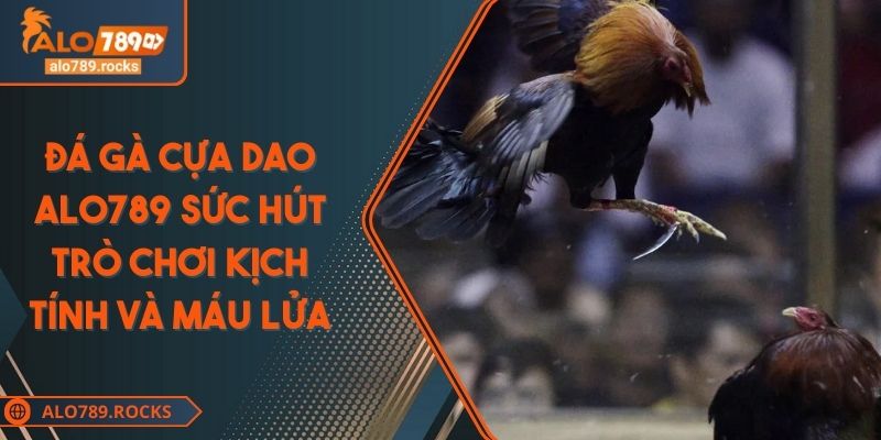 Đá Gà Cựa Dao ALO789 Sức Hút Trò Chơi Kịch Tính Và Máu Lửa 6 Đá Gà Cựa Dao ALO789 Sức Hút Trò Chơi Kịch Tính Và Máu Lửa