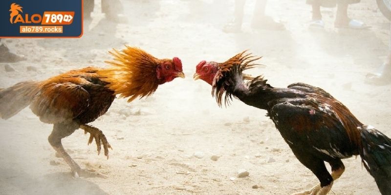 Đá Gà Cựa Sắt ALO789 Nghệ Thuật Cá Cược Đỉnh Cao Và Bí Quyết 3 Bật mí bí quyết cá cược đá gà cựa sắt ALO789