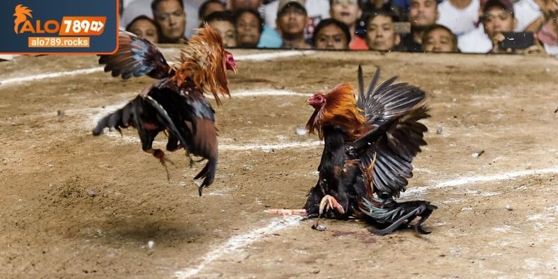 Đá Gà Cựa Sắt ALO789 Nghệ Thuật Cá Cược Đỉnh Cao Và Bí Quyết 2 Làm chủ luật chơi đá gà cựa sắt ALO789