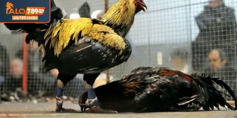 Đá Gà Thomo ALO789 Khám Phá Thiên Đường Trận Chiến Nảy Lửa 3 Đánh giá ngoại hình chiến kê đá gà Thomo ALO789