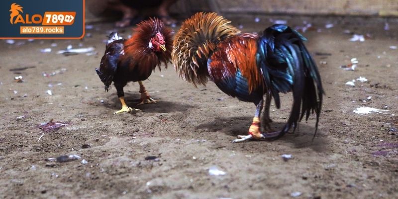 Đá Gà Thomo ALO789 Khám Phá Thiên Đường Trận Chiến Nảy Lửa 1 Đá gà Thomo ALO789 thánh địa trứ danh
