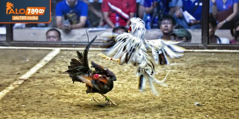 Đá Gà Tre ALO789 Trải Nghiệm Những Pha Đấu Đầy Mãn Nhãn 3 Phân tích trận đấu đá gà tre ALO789