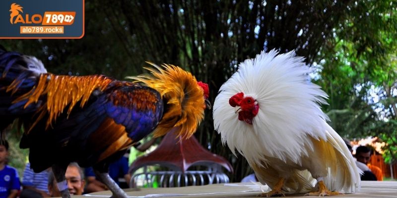 Đá Gà Tre ALO789 Trải Nghiệm Những Pha Đấu Đầy Mãn Nhãn 1 Sơ lược về sự cuốn hút của đá gà tre ALO789