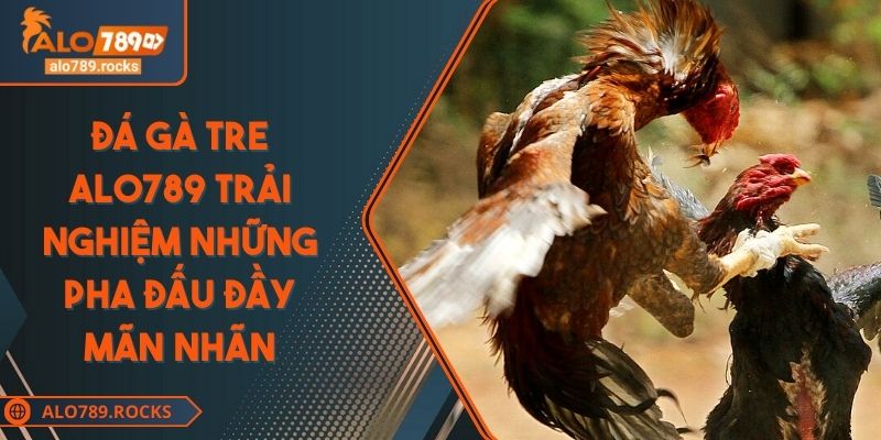 Đá Gà Tre ALO789 Trải Nghiệm Những Pha Đấu Đầy Mãn Nhãn 4 Đá Gà Tre ALO789 Trải Nghiệm Những Pha Đấu Đầy Mãn Nhãn